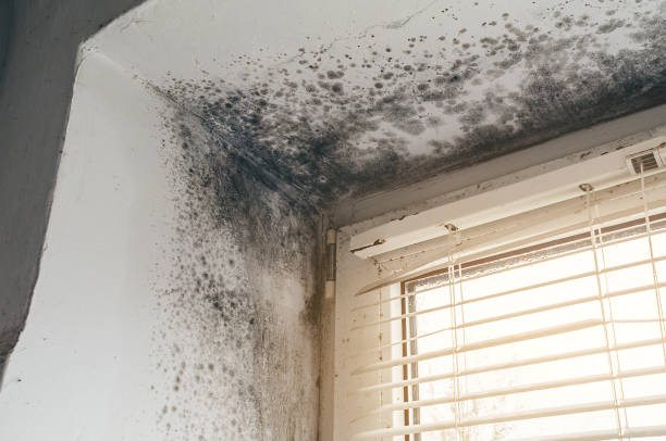 Affordable Mold Remediation solutions in Hopewell, VA